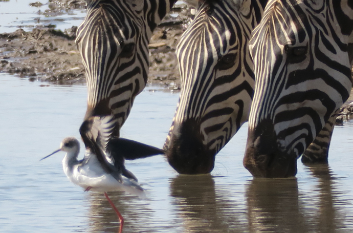 safari emotion zebre lake Manyara