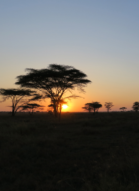 Safari savana al tramonto