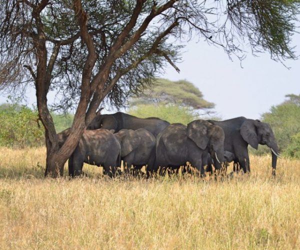 elefanti Tarangire safari