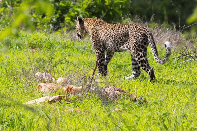 safari emotion leopardo
