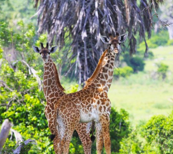 Giraffe safari emotion