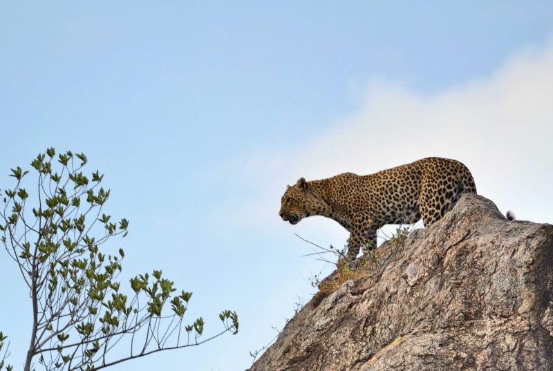 Leopardo Costruici il tuo Safari