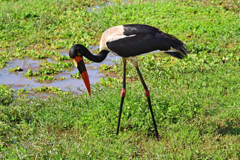 Lake Manyara National Park Birdwatching