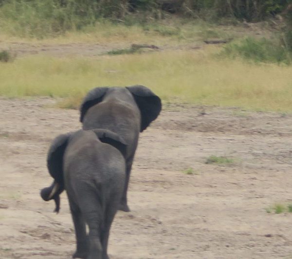 Elefanti Tanzania Emotion Safaris