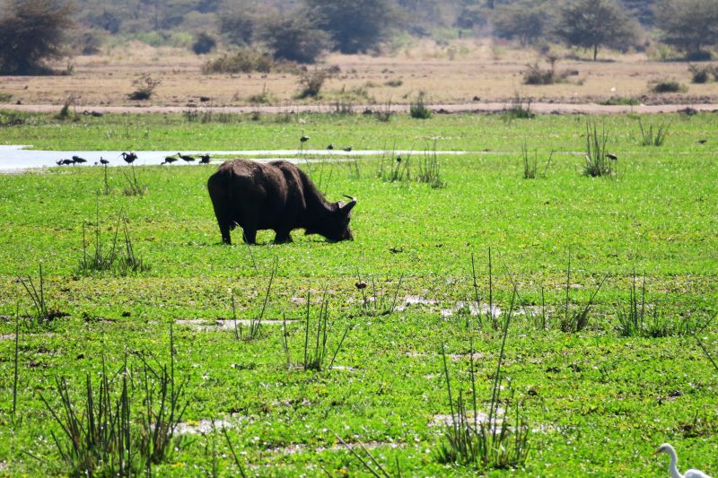 Le Parc National du Lake Manyara faune