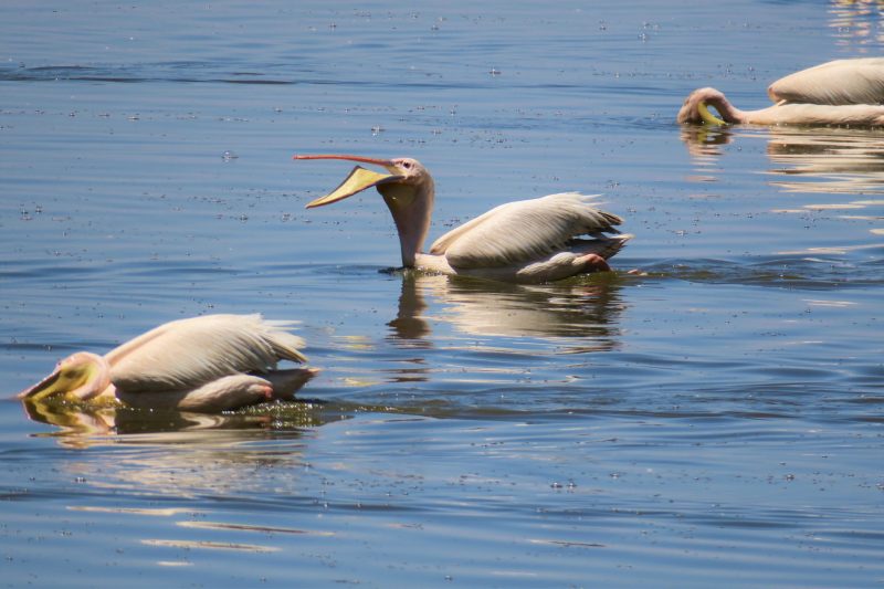 Lake Manyara National Park Birdwatching