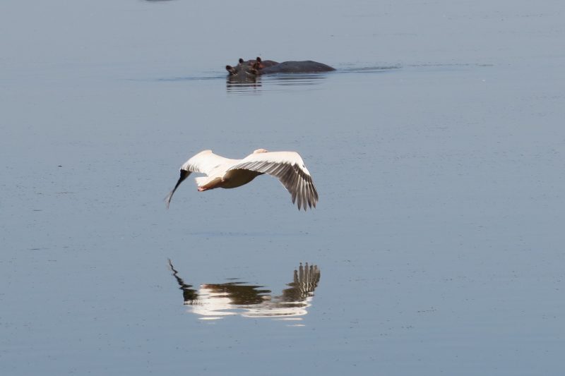 Lake Manyara National Park fauna