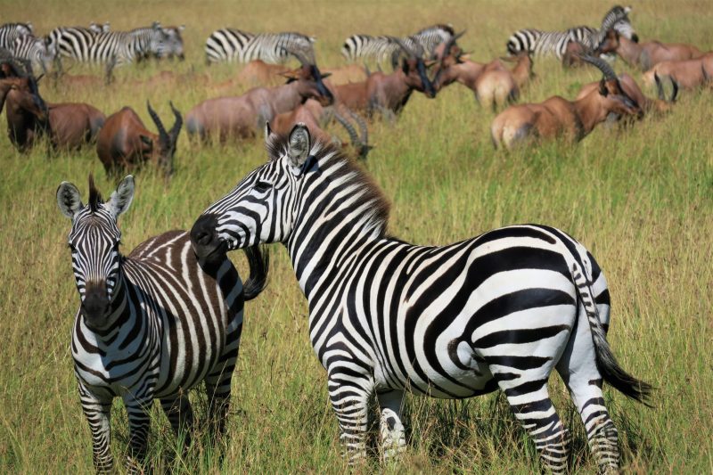 Grande migrazione branco di zebre