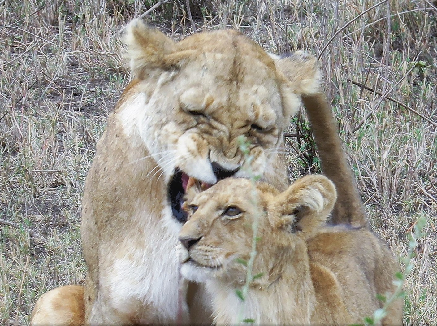 Tanzania Emotion Safaris Leonessa Serengeti