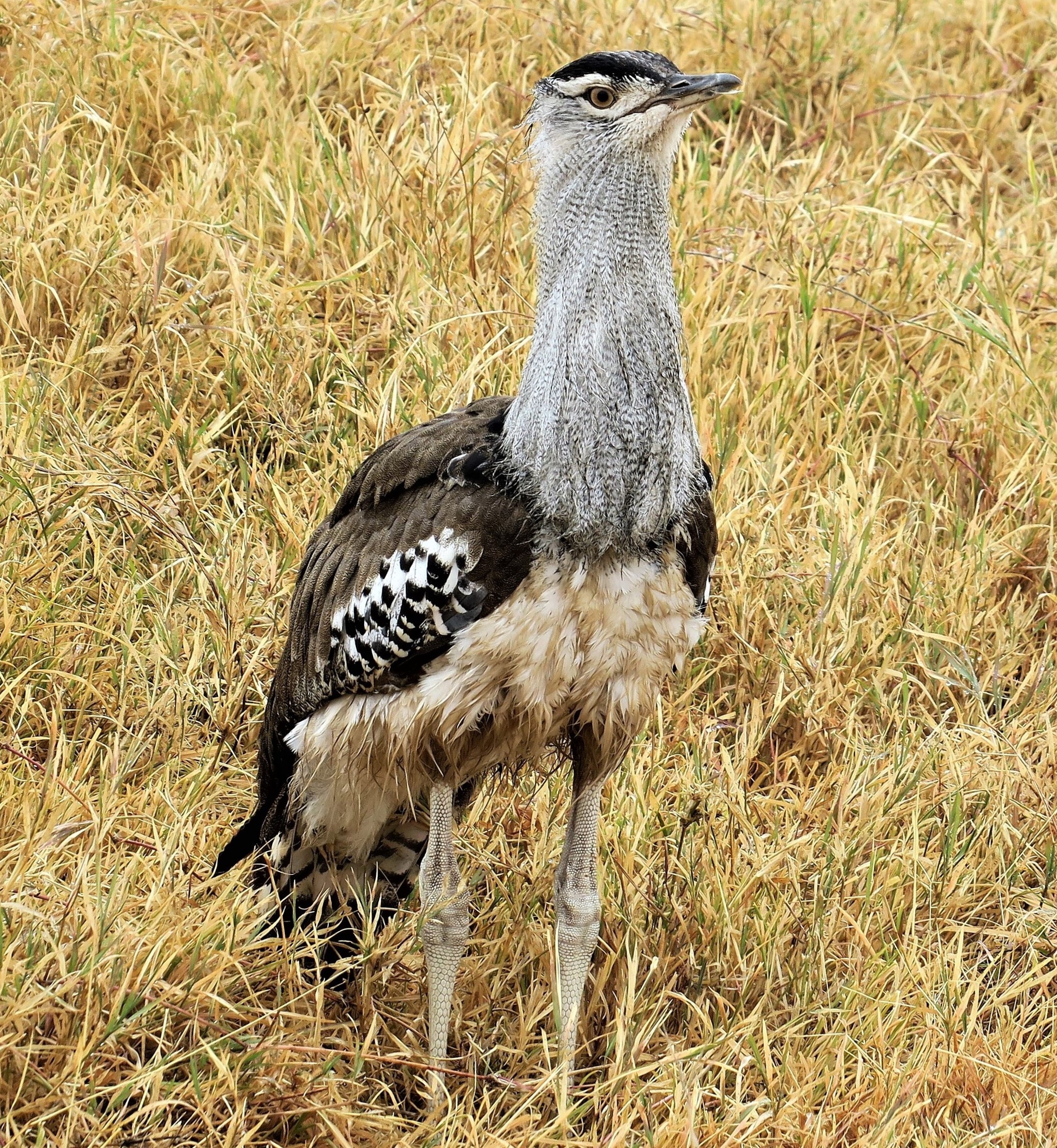 Ngorongoro Conservation Area Birdwatching