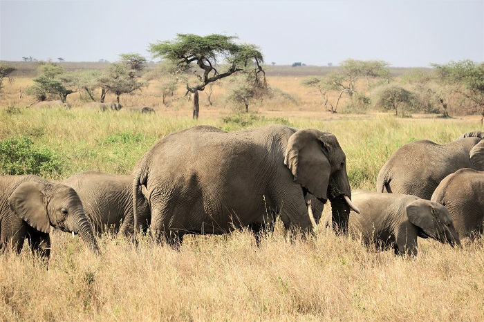 Parchi della Tanzania Serengeti