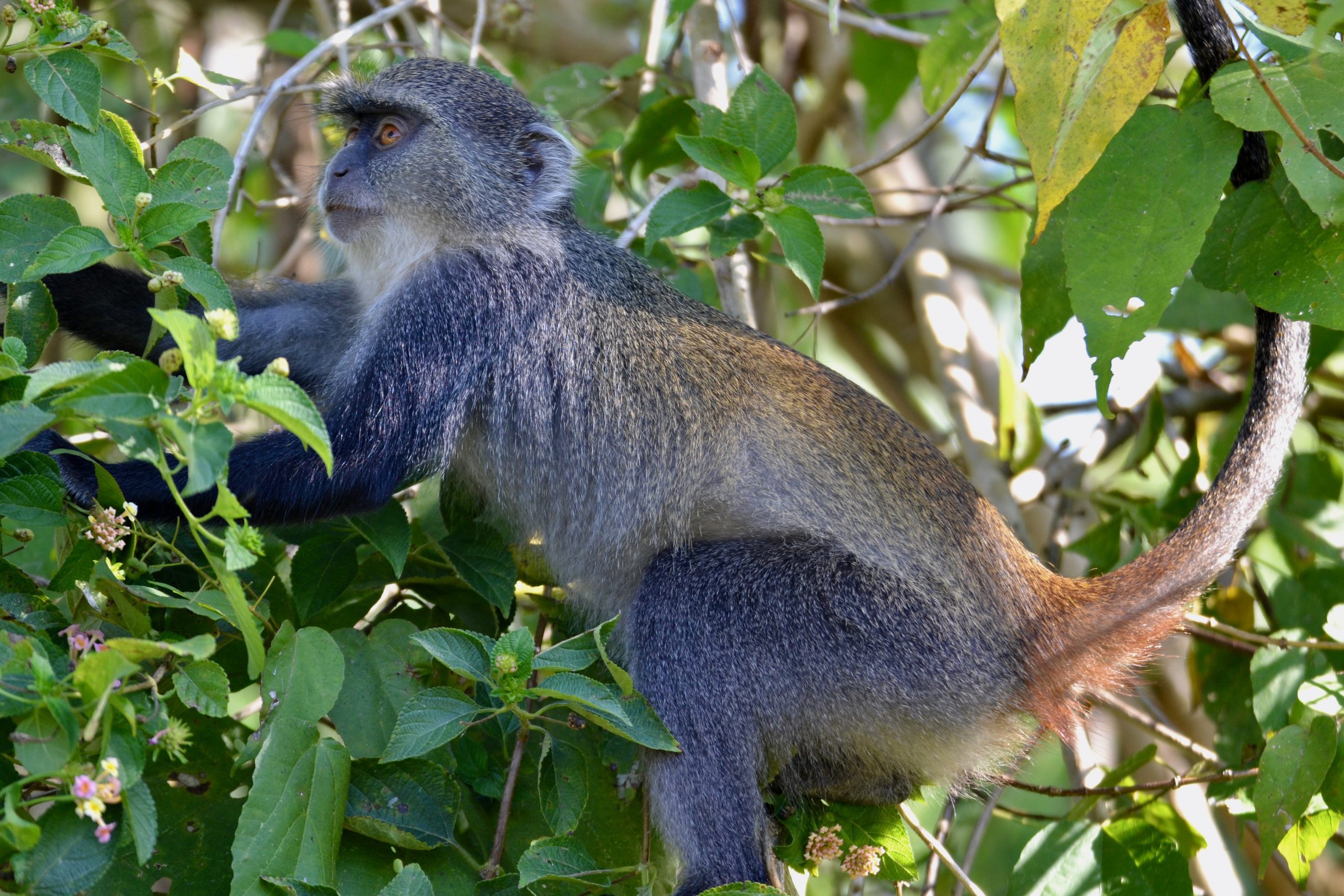 safari emotion esclusivi Tanzania fauna primati