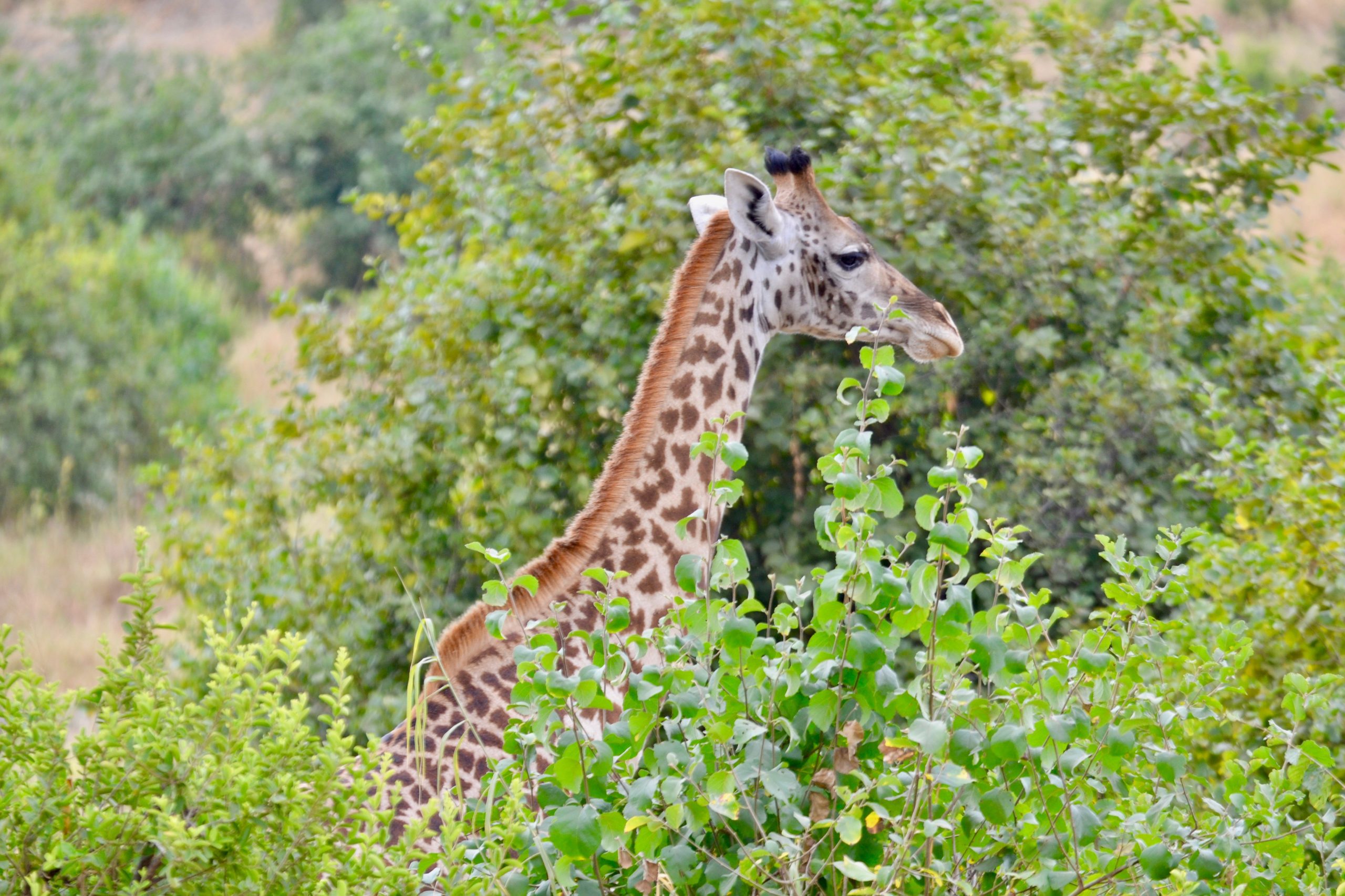 safari emotion esclusivi Tanzania giraffa