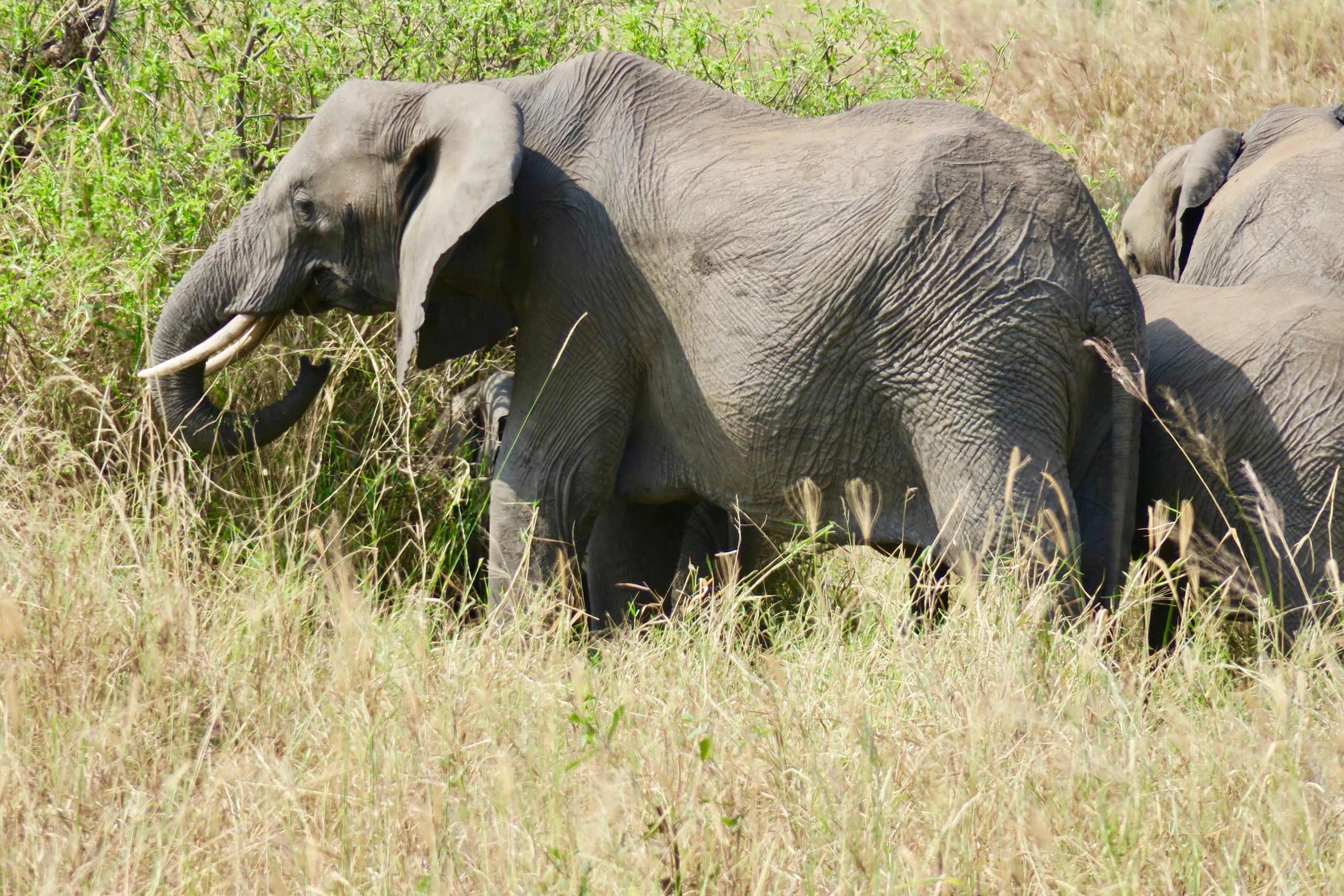 safari emotion esclusivi Tanzania elefante