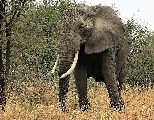 Tarangire National Park fauna elefante