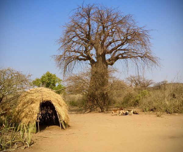 Baobab Tanzania