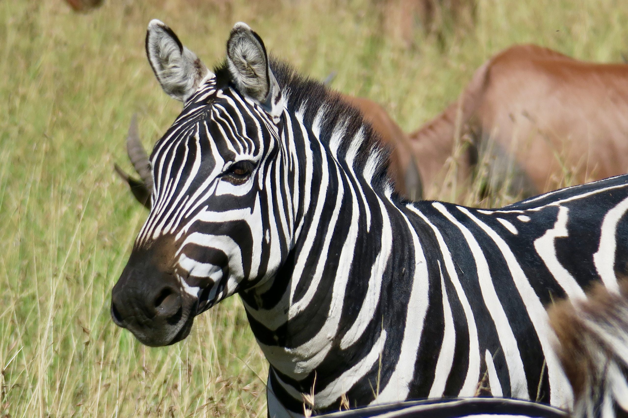 Safari Emotion Esclusivi in Tanzania fauna zebra