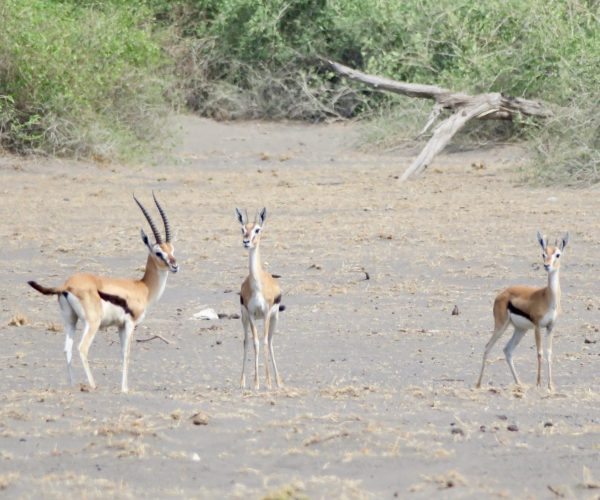 Mkomazi National Park Fauna Gazzelle