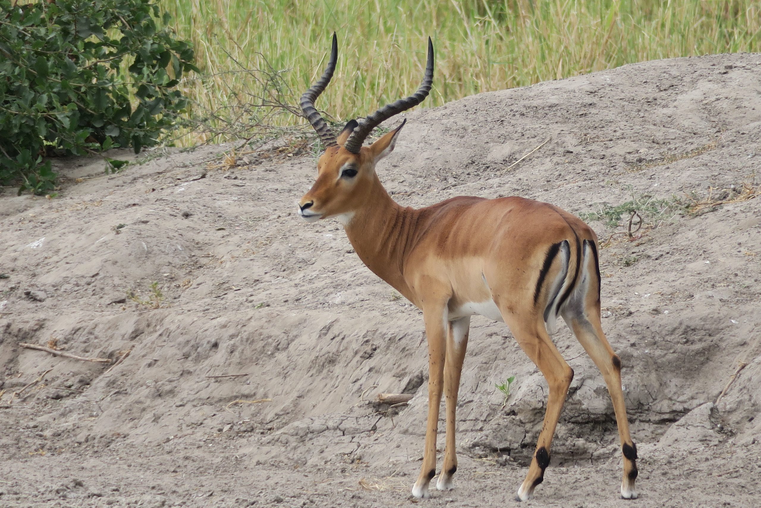 Safari Emotion Esclusivi in Tanzania fauna gazzella