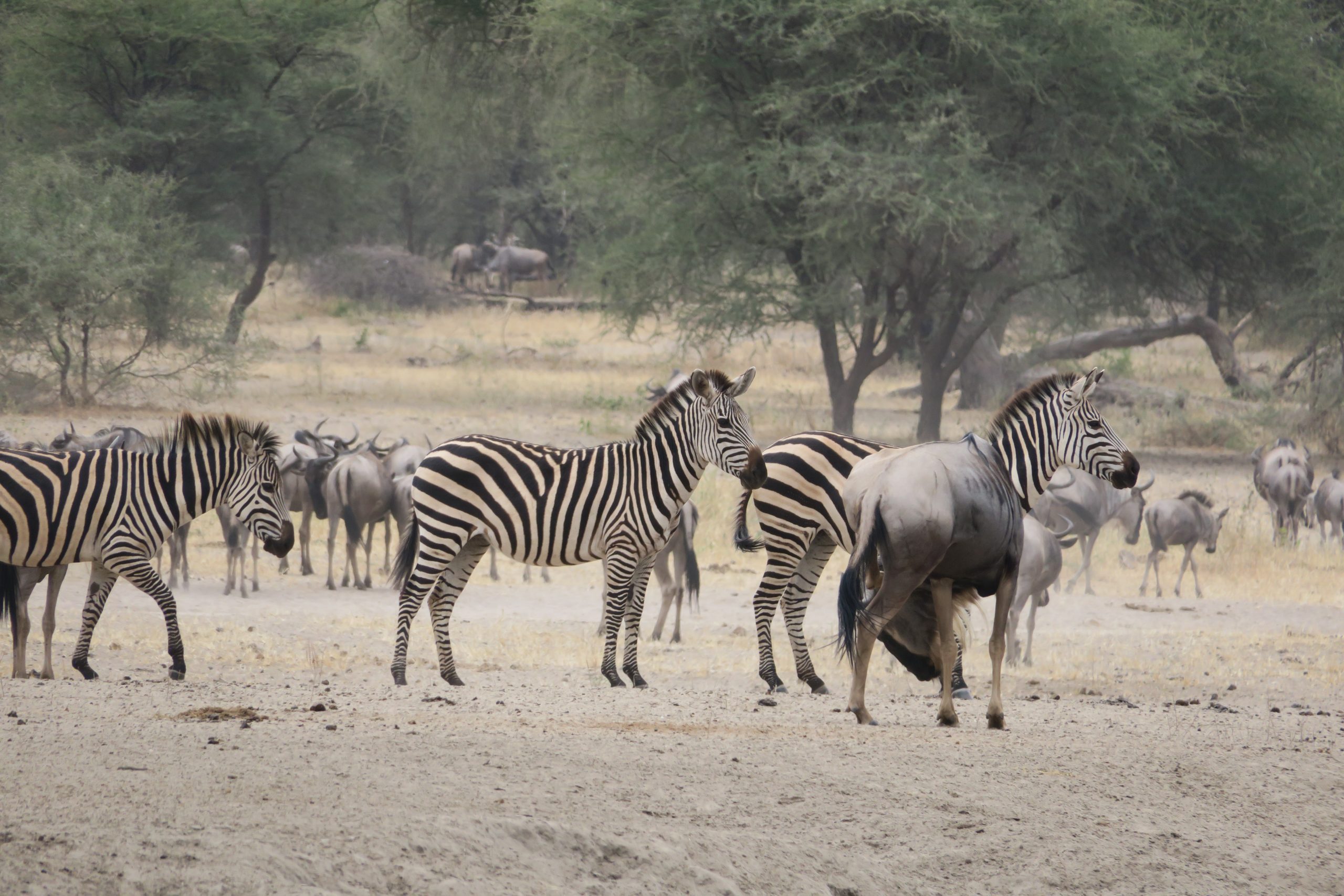 Safari Emotion Esclusivi in Tanzania fauna mandrie