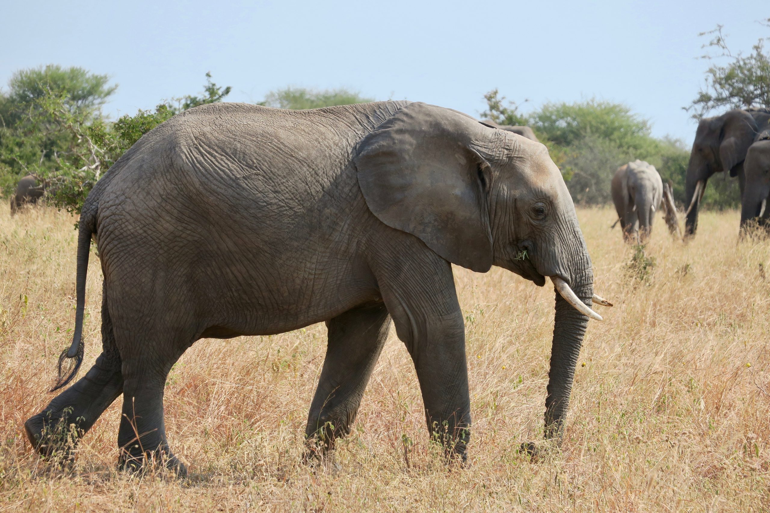 Safari Emotion Esclusivi in Tanzania fauna elefante