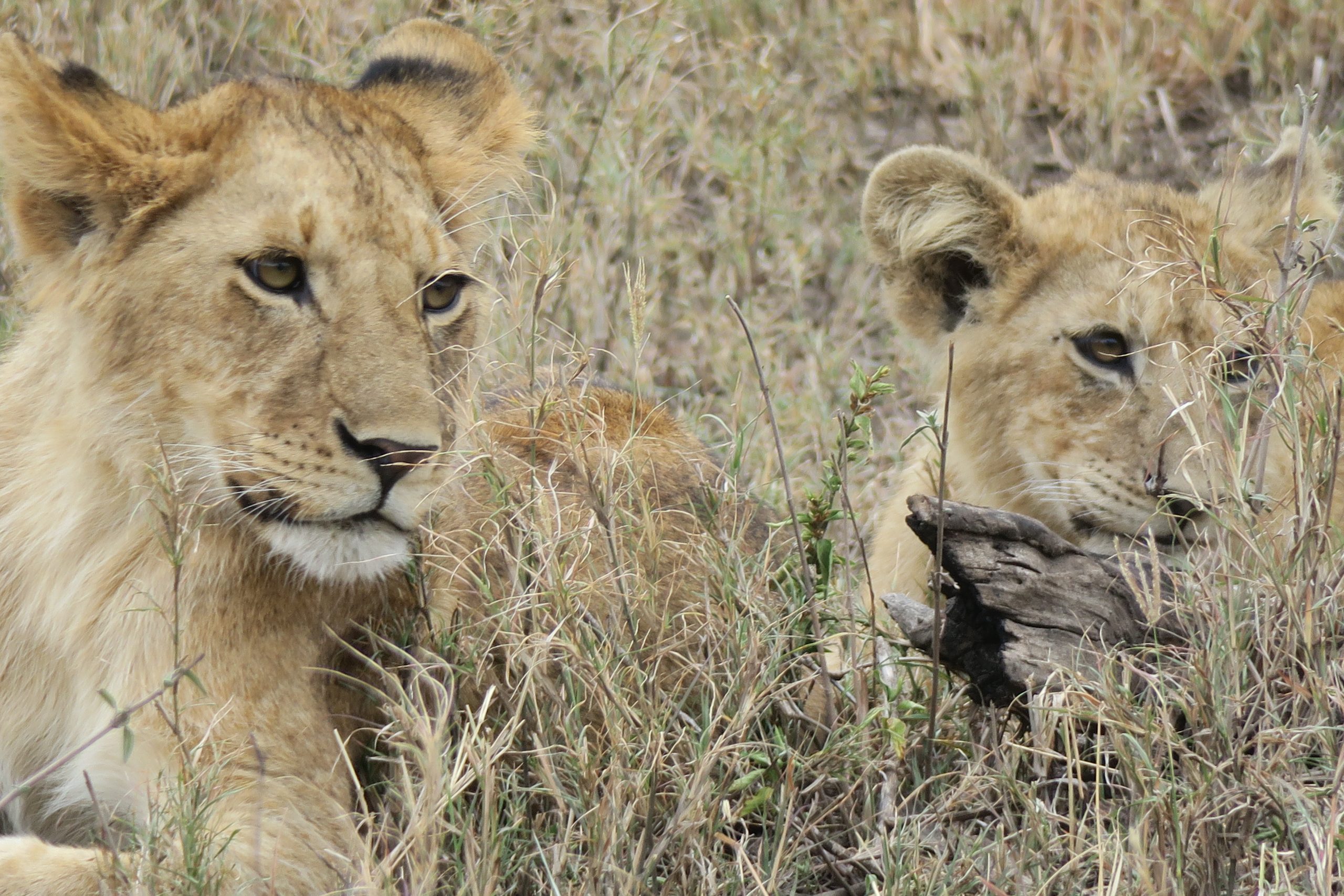 Safari Emotion Tanzania Fauna