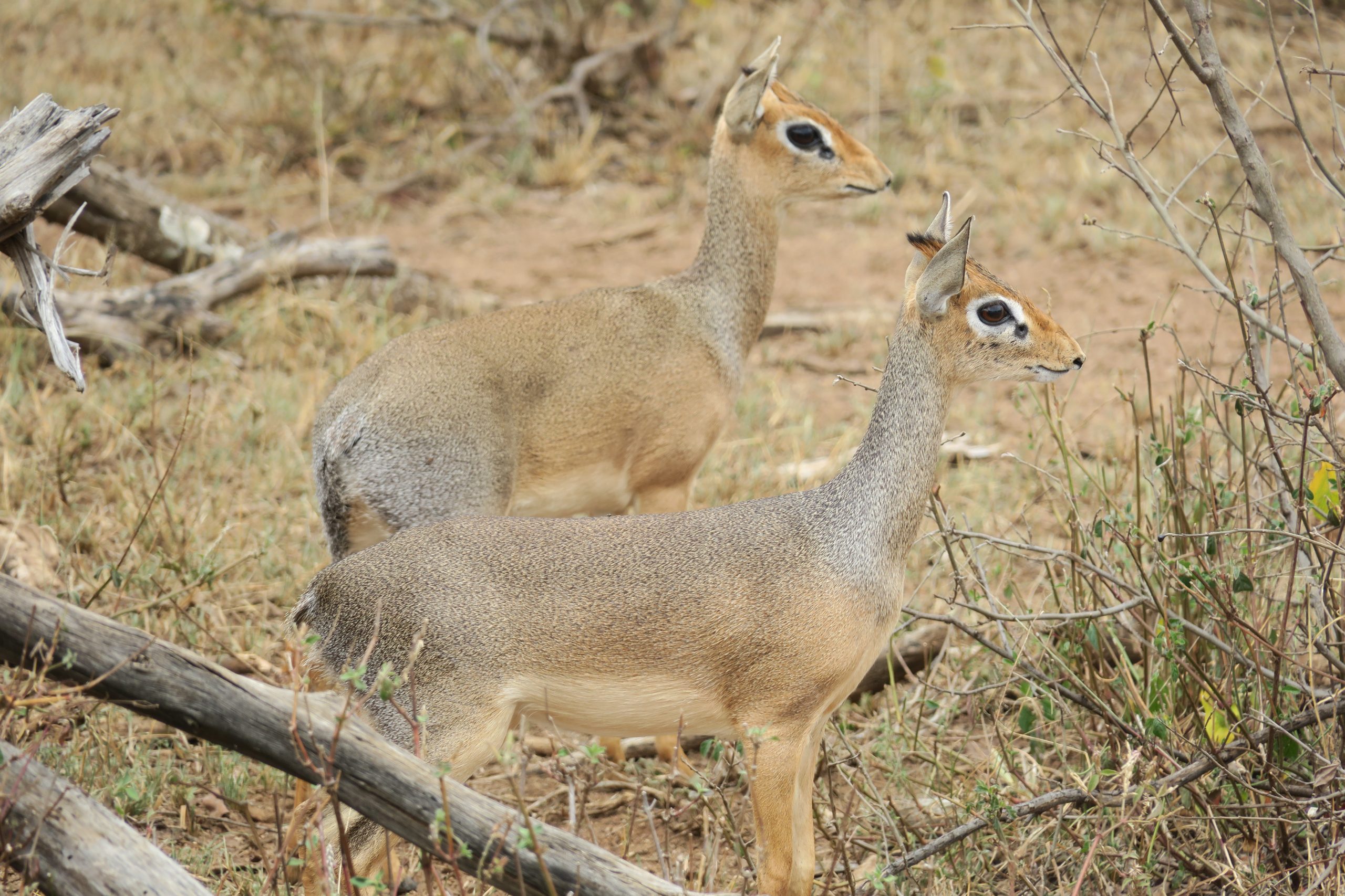 Safari Emotion Esclusivi in Tanzania fauna dik-dik