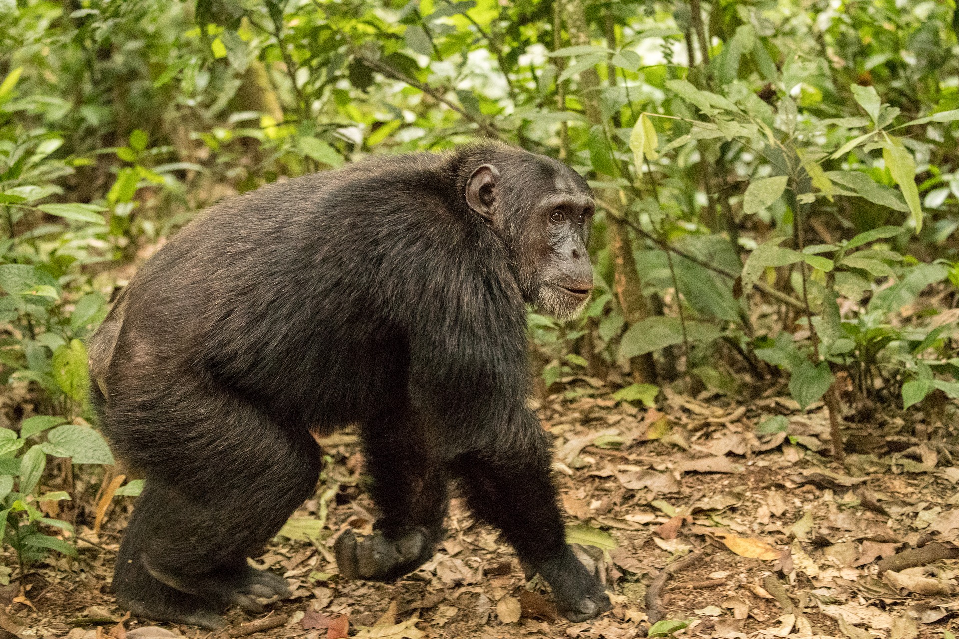 Mahale Mountains National Park Scimpanzé