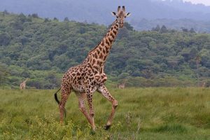 Arusha National Park Safari a piedi