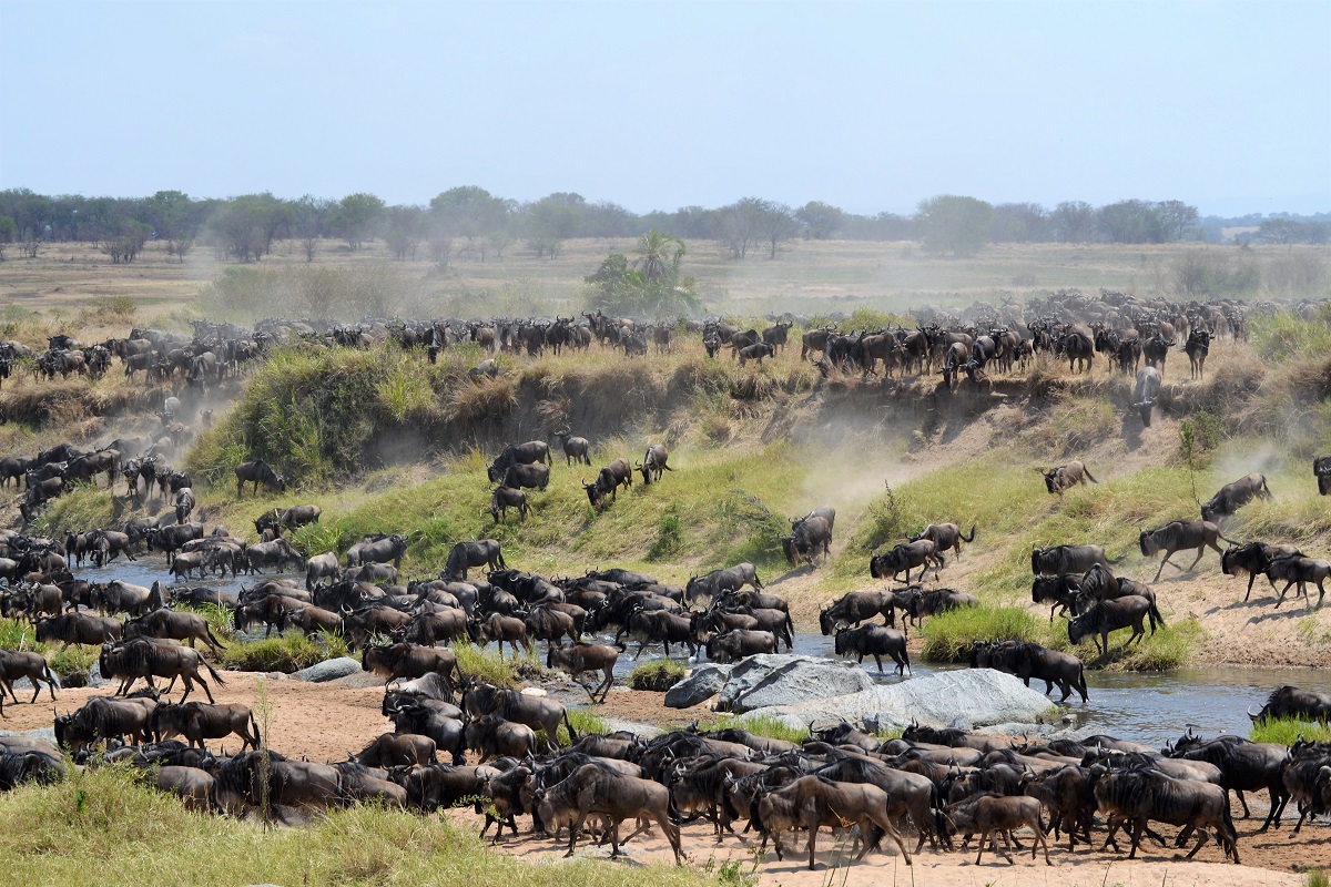 Serengeti National Park Grande Migrazione nel Mara River