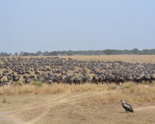 Serengeti National Park Grande Migrazione nel Mara River