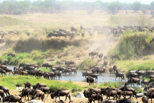 Serengeti National Park Grande Migrazione nel Mara River