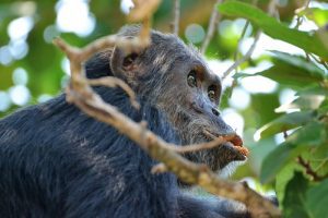 Gombe National Park Scimpanzé