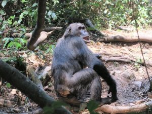 Mahale Mountains National Park Scimpanzé