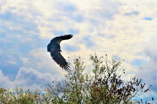 Mkomazi National Park Birdwatching