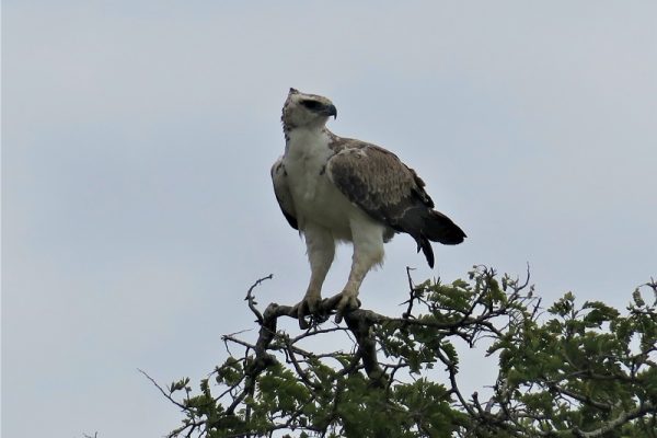 Mikumi National Park Birdwatching