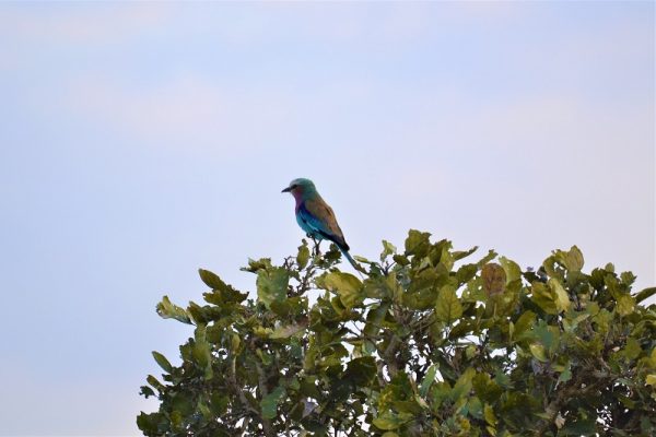 Mikumi National Park Birdwatching