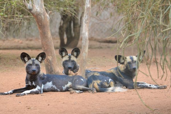 Mkomazi National Park wild dog sanctuary
