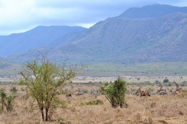 Le Parc National de Mkomazi faune