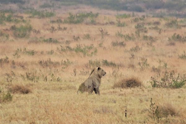 Ngorongoro Conservation Area fauna