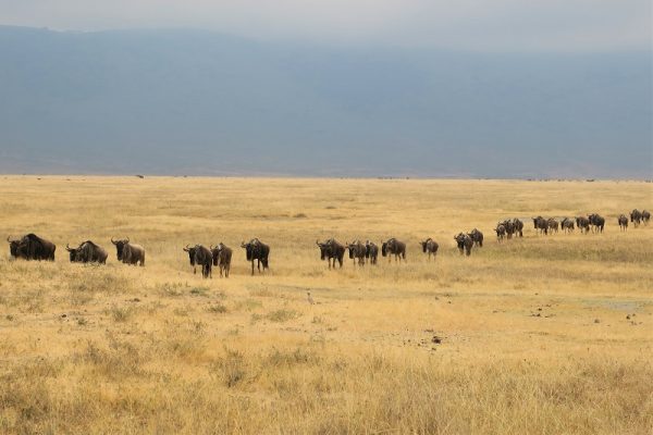 Ngorongoro Conservation Area wildlife