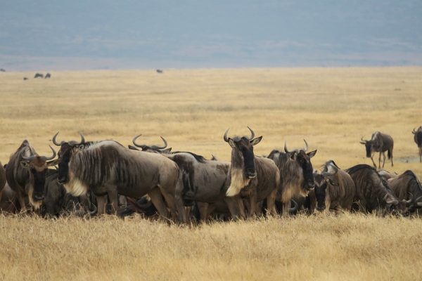 Ngorongoro Conservation Area fauna