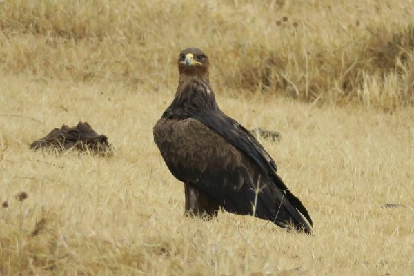 Zone de conservation du Ngorongoro Ornithologie