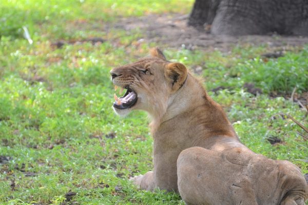 Nyerere National Park fauna