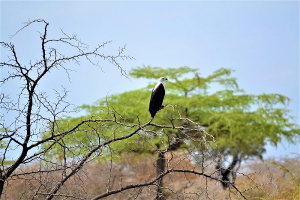 Nyerere National Park Birdwatching