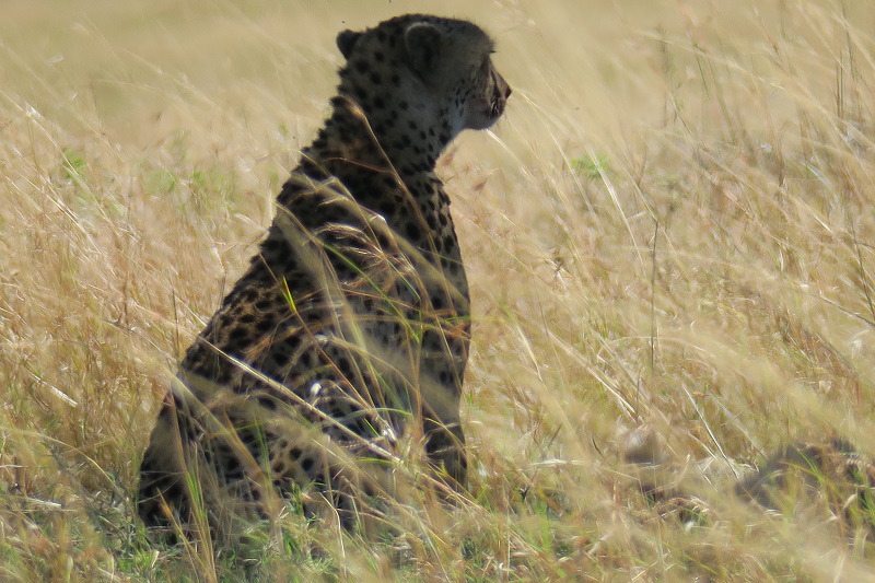 Serengeti National Park fauna