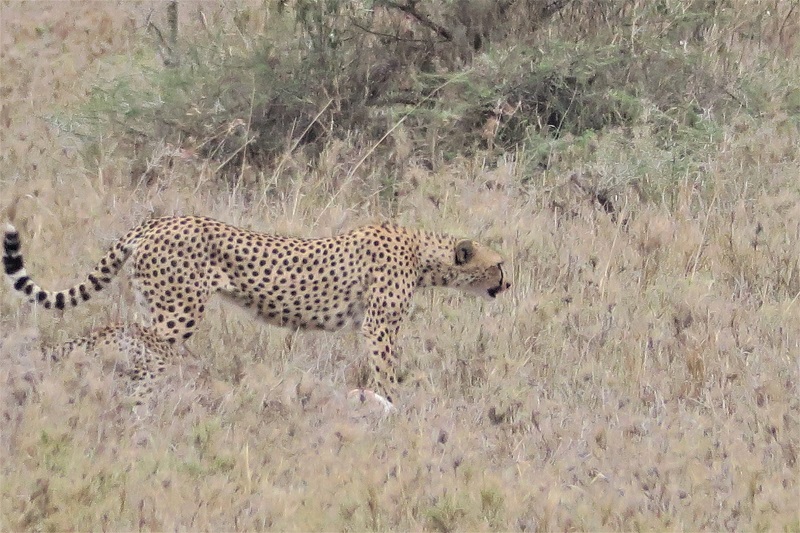 Serengeti National Park ghepardo