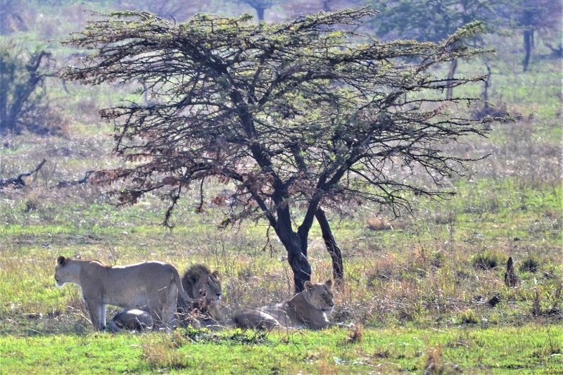 Serengeti National Park fauna