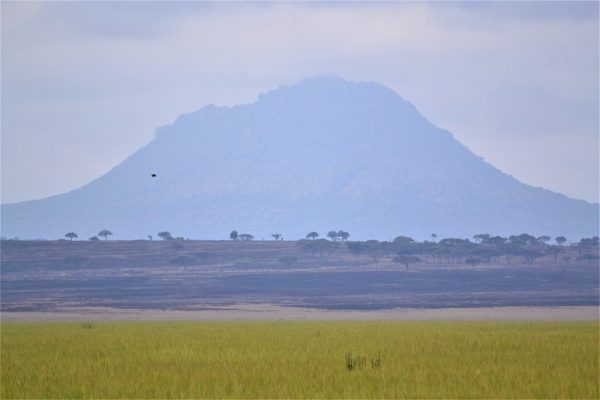 Le Parc National de Tarangire Oldonyo Sambu
