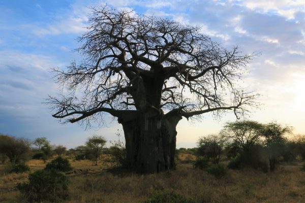 Le Parc National de Tarangire Baobab